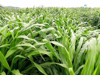 高產(chǎn)牧草品種盤點(diǎn)與飼料科栽培要點(diǎn)
